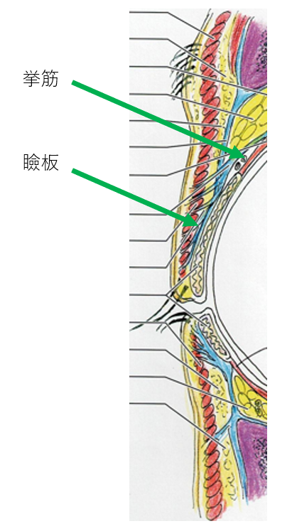 二重埋没法の挙筋法と瞼板法の違い|ふるかわ皮ふ科・形成外科クリニック|西宮の皮膚科、形成外科、アレルギー科、美容皮膚科、美容外科、アートメイク